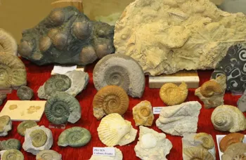 Mineralien- und Fossiliensammlerbörse